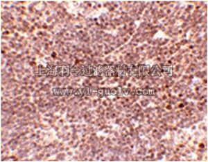merck millipore,默克密理博,ABF203,Anti-S1P1 Antibody