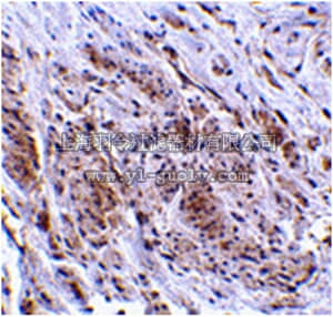 merck millipore,默克密理博,ABF204,Anti-TRIM5 gamma Antibody