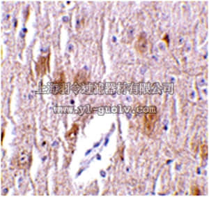 merck millipore,默克密理博,ABF205,Anti-TRIM5 delta Antibody