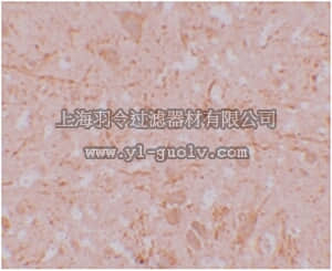 merck millipore,默克密理博,ABF208,Anti-NALP12 Antibody