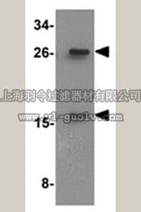 merck millipore,默克密理博,ABF209,Anti-SLAMF2 (CD48 Antibody)