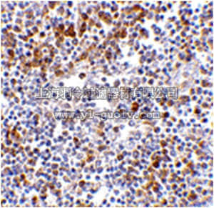 merck millipore,默克密理博,ABF210,Anti-MDA5 Antibody