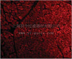 merck millipore,默克密理博,ABF211,Anti-Tirap Antibody