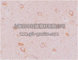 merck millipore,默克密理博,ABF212,Anti-CIITA Antibody