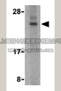 merck millipore,默克密理博,ABF213,Anti-BANF1 Antibody