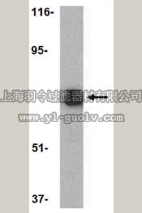 merck millipore,默克密理博,ABF214,Anti-TLR10 Antibody
