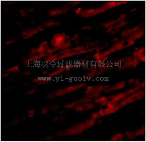 merck millipore,默克密理博,ABF215,Anti-UNC93B1 Antibody