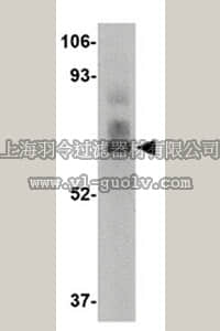 merck millipore,默克密理博,ABF217,Anti-LGP2 Antibody
