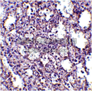 merck millipore,默克密理博,ABF218,Anti-STIM2 Antibody