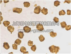 merck millipore,默克密理博,ABF219,Anti-SARM Antibody