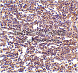 merck millipore,默克密理博,ABF220,Anti-RP105 Antibody