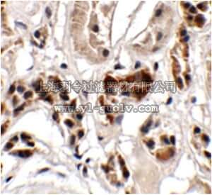 merck millipore,默克密理博,ABF222,Anti-UHRF1BP1 Antibody merck millipore,默克密理博,ABF222,Anti-UHRF1BP1 Antibody
