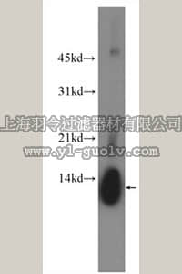 merck millipore,默克密理博,ABF224,Anti-LYZ Antibody