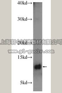 merck millipore,默克密理博,ABF227,Anti-MIF Antibody