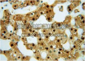 merck millipore,默克密理博,ABF228,Anti-ARG1 Antibody