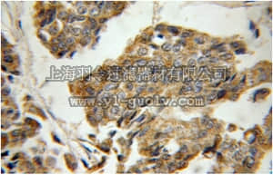 merck millipore,默克密理博,ABF230,Anti-KLRG1 Antibody
