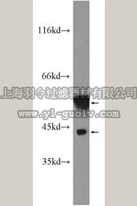 merck millipore,默克密理博,ABF232,Anti-MICA Antibody