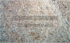 merck millipore,默克密理博,ABF233,Anti-IRF5 Antibody