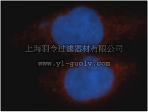 merck millipore,默克密理博,ABF234,Anti-TFEB Antibody