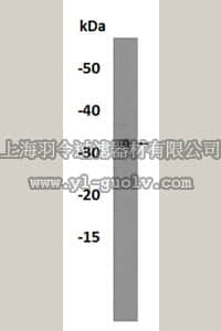 merck millipore,默克密理博,ABF235,Anti-TICAM2 Antibody