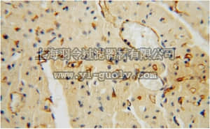 merck millipore,默克密理博,ABF238,Anti-THBD Antibody
