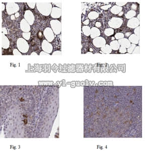 merck millipore,默克密理博,ABF23,Anti-NLRP3 Antibody
