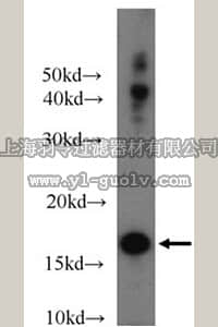 merck millipore,默克密理博,ABF240,Anti-IL9 Antibody