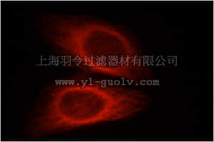 merck millipore,默克密理博,ABF243,Anti-CXCR7 Antibody
