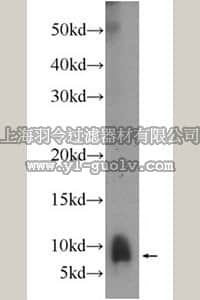 merck millipore,默克密理博,ABF247,Anti-PPBP Antibody