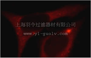 merck millipore,默克密理博,ABF248,Anti-C5AR Antibody1