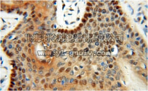 merck millipore,默克密理博,ABF253,Anti-LTA4H Antibody