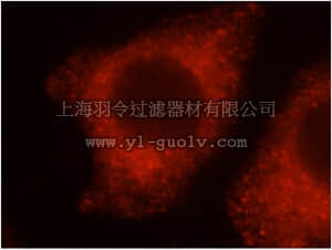 merck millipore,默克密理博,ABF256,Anti-PRKCDBP Antibody