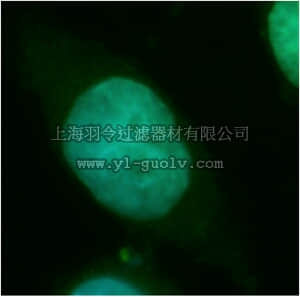merck millipore,默克密理博,ABF258,Anti-TSPYL2 Antibody