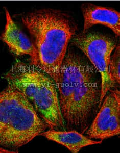merck millipore,默克密理博,ABF268,Anti-OAS1 Antibody
