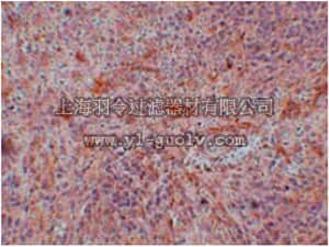 merck millipore,默克密理博,ABF287,Anti-ABIN3 Antibody