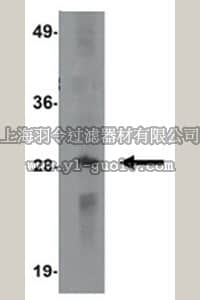 merck millipore,默克密理博,ABF290,Anti-SLAMF4 Antibody