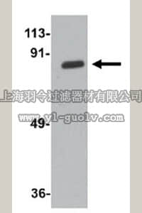 merck millipore,默克密理博,ABF292,Anti-ZC3H12A Antibody