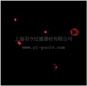 merck millipore,默克密理博,ABF295,Anti-IL27RA Antibody