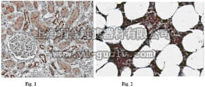 merck millipore,默克密理博,ABF29,Anti-NLRP6 (NALP6) Antibody