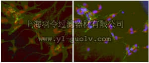 merck millipore,默克密理博,ABF32,Anti-Fibroblast-specific Protein 1 (S100A4) Antibody