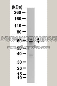 merck millipore,默克密理博,ABN101,Anti-GAD65 Antibody