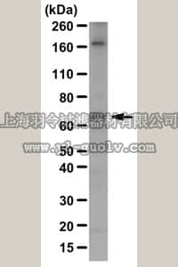 merck millipore,默克密理博,ABN102,Anti-GLT1 (NT) Antibody