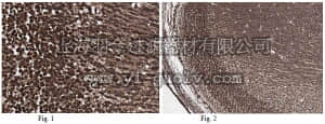 merck millipore,默克密理博,ABN104,Anti-Gsh2 Antibody