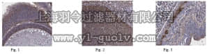merck millipore,默克密理博,ABN108,Anti-pan-TUC Antibody