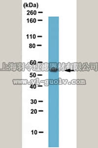 merck millipore,默克密理博,ABN111,Anti-RGS11 (CT) Antibody