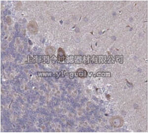 merck millipore,默克密理博,ABN12,Anti-Neuropeptide S Receptor Antibody