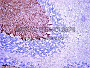 merck millipore,默克密理博,ABN14,Anti-Brain lipid binding protein Antibody