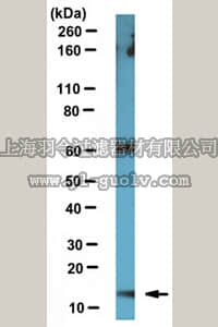 merck millipore,默克密理博,ABN160,Anti-ARMS2 Antibody