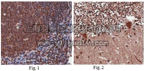 merck millipore,默克密理博,ABN166,Anti-C-type lectin-like domain family 1 (CLECL1) Antibody