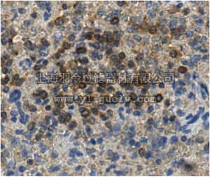 merck millipore,默克密理博,ABN168,Anti-CD6 Antibody